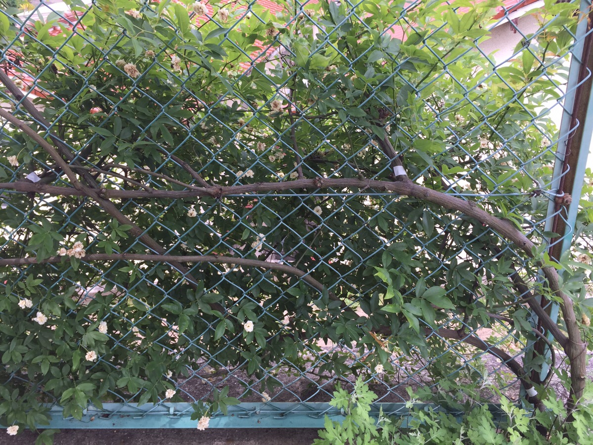 誘引したモッコウバラがフェンスを壊しそうなので剪定しました 動画あり Hanana Tree
