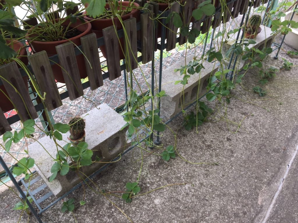 イチゴのランナーで子苗を植え付ける方法 Hanana Tree