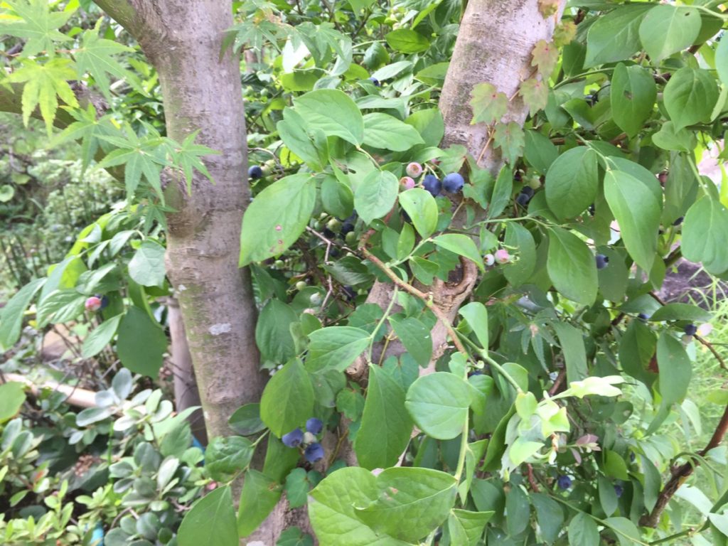 庭に植えたブルーベリーの収穫と庭木におすすめのポイント Hanana Tree
