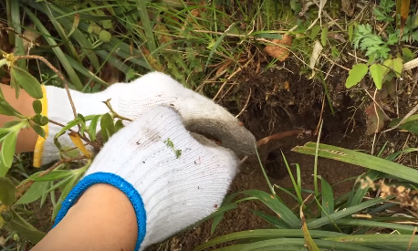 ツツジの簡単株分けと植え付け後の管理 Hanana Tree