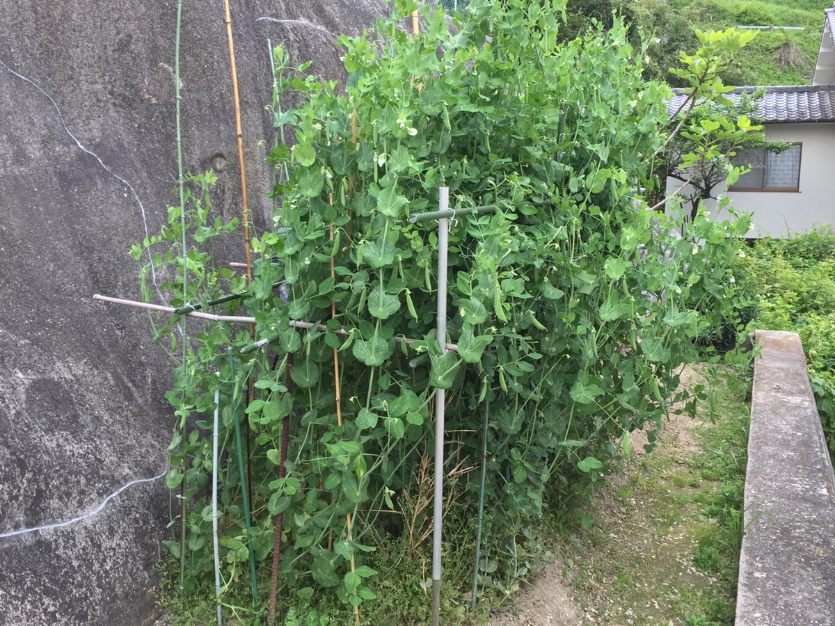 家庭菜園でつくるスナップエンドウの支柱と収穫