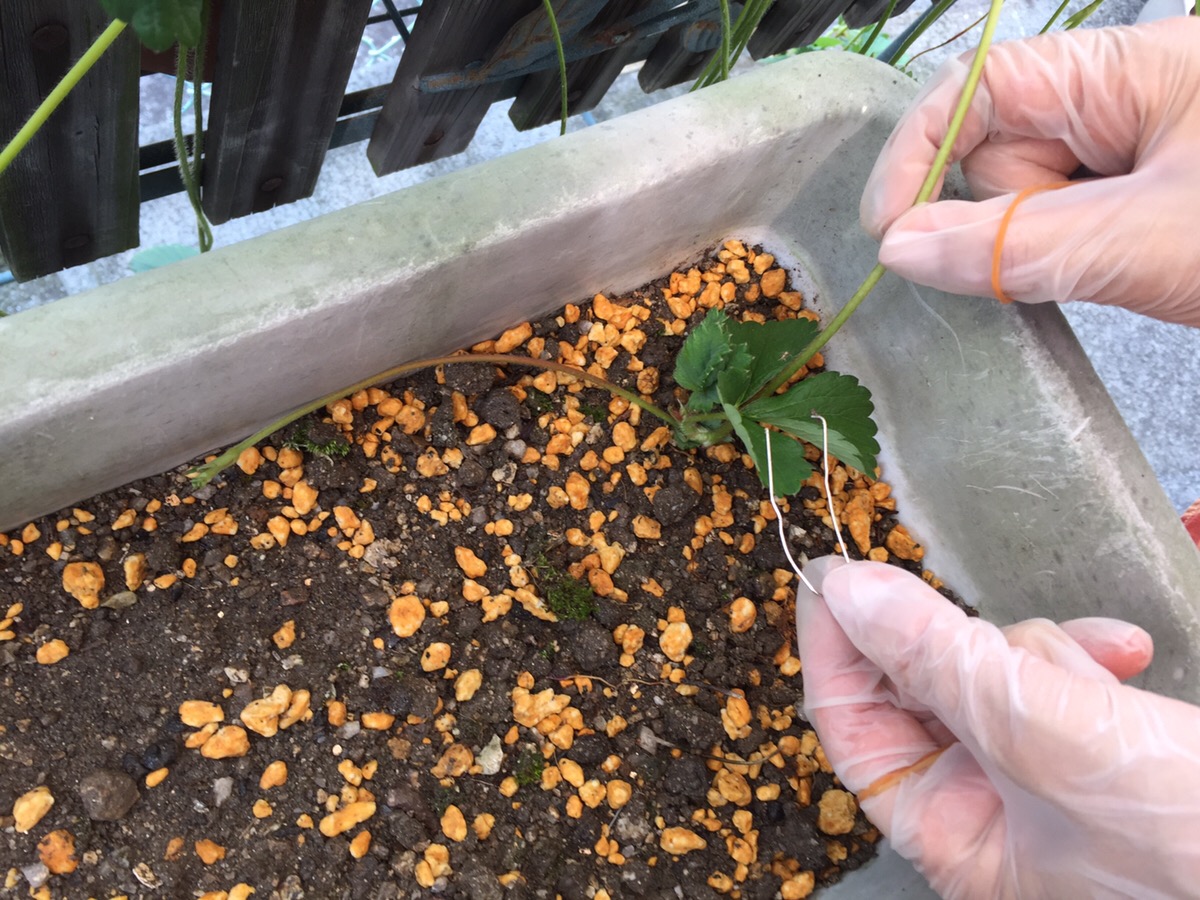 イチゴのランナーで子苗を植え付ける方法