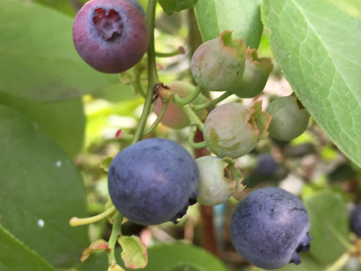 庭に植えたブルーベリーの収穫と庭木におすすめのポイント