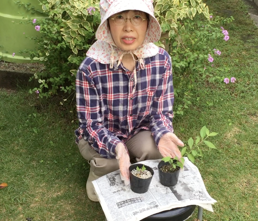 コムラサキ 挿し木の鉢上げと２種類の土での成長の違い Hanana Tree