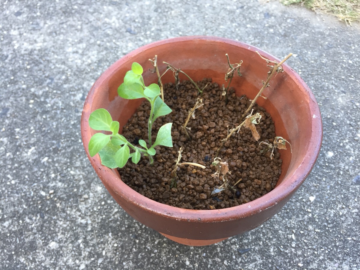 ペチュニアの挿し芽を鉢上げしました ネコブセンチュウの被害から1年 Hanana Tree