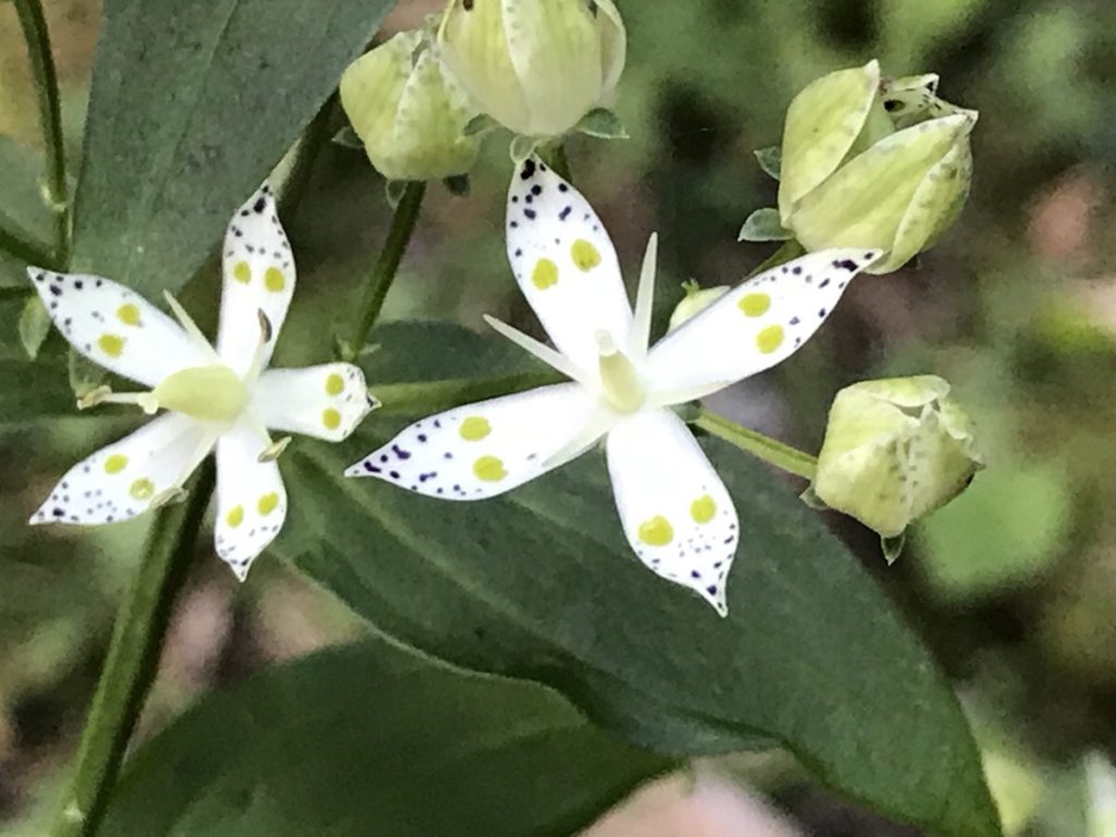 アケボノソウの花を10月の渓谷で見つけました - Hanana tree