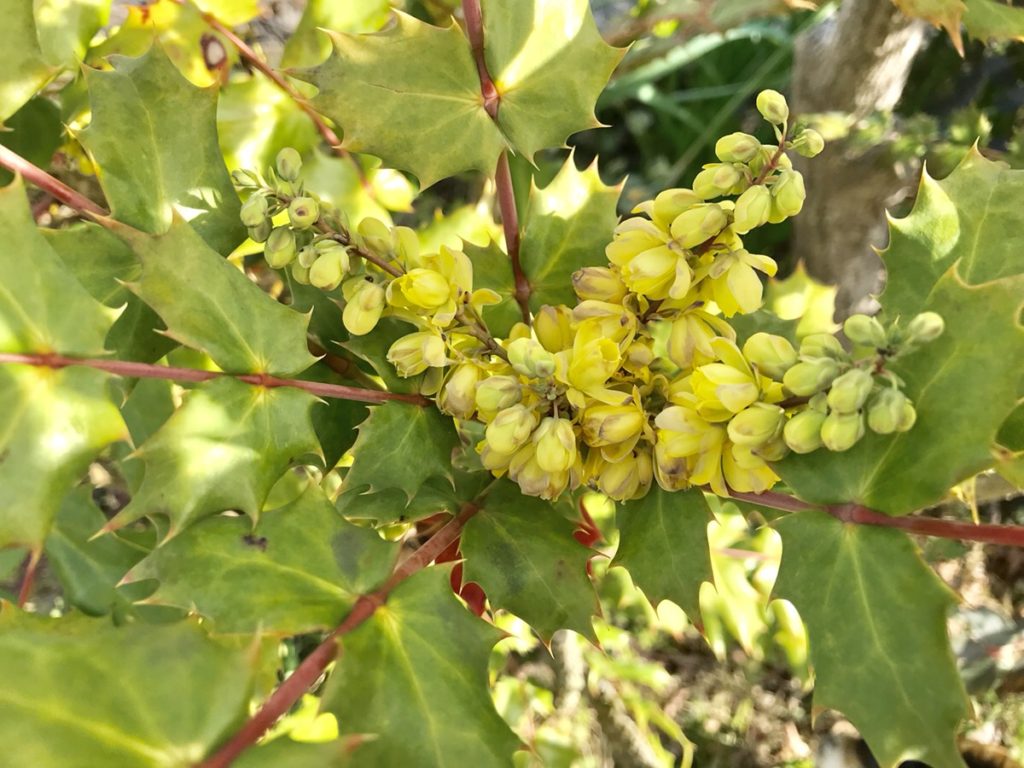 和風の自然な庭に似合う植物 3月 ヒイラギナンテンの花と育て方で気をつける点 Hanana Tree