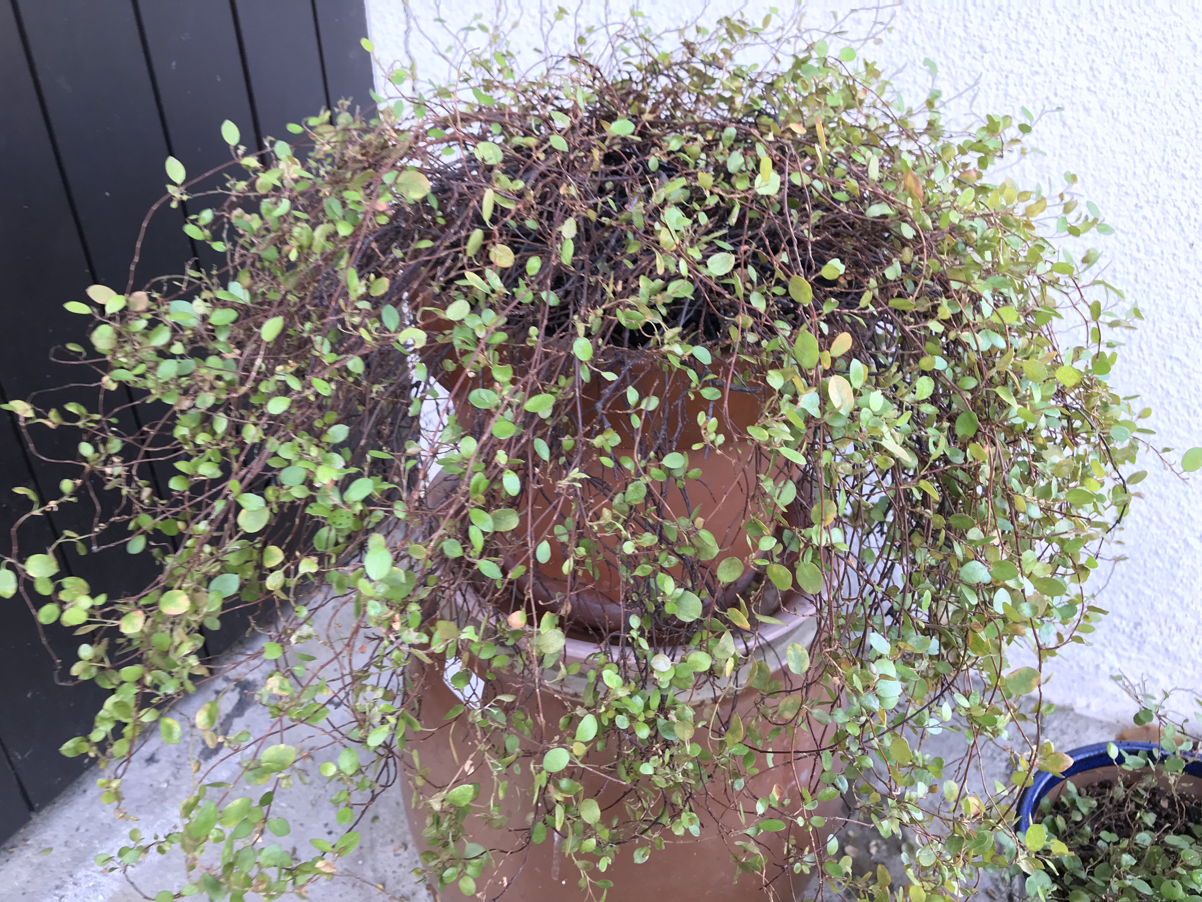 ワイヤープランツを育てて7年目の植え替えと秋に発生したムシ Hanana Tree