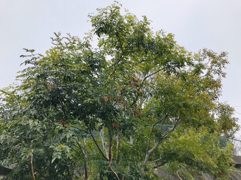 シマトネリコを地植えで育てる前に 知っておきたいその特徴 Hanana Tree