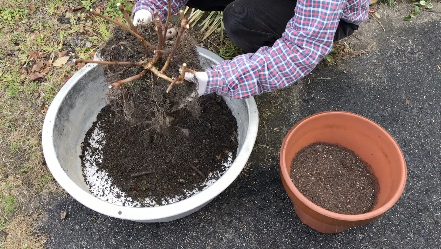 鉢植えアナベル 3月の剪定と植え替え Hanana Tree