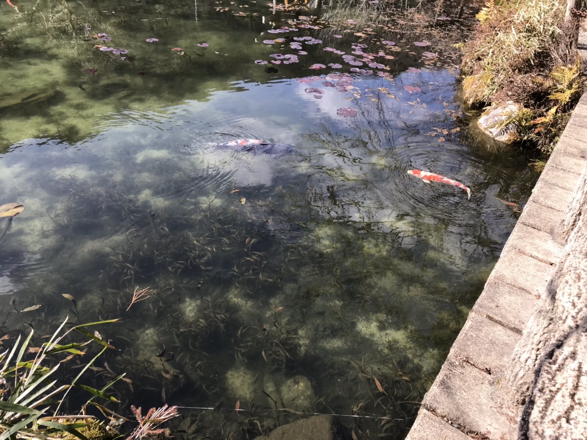 モネの池を冬（2月）にバスツアーで訪れて　睡蓮の花が咲いていない冬の池の様子は？