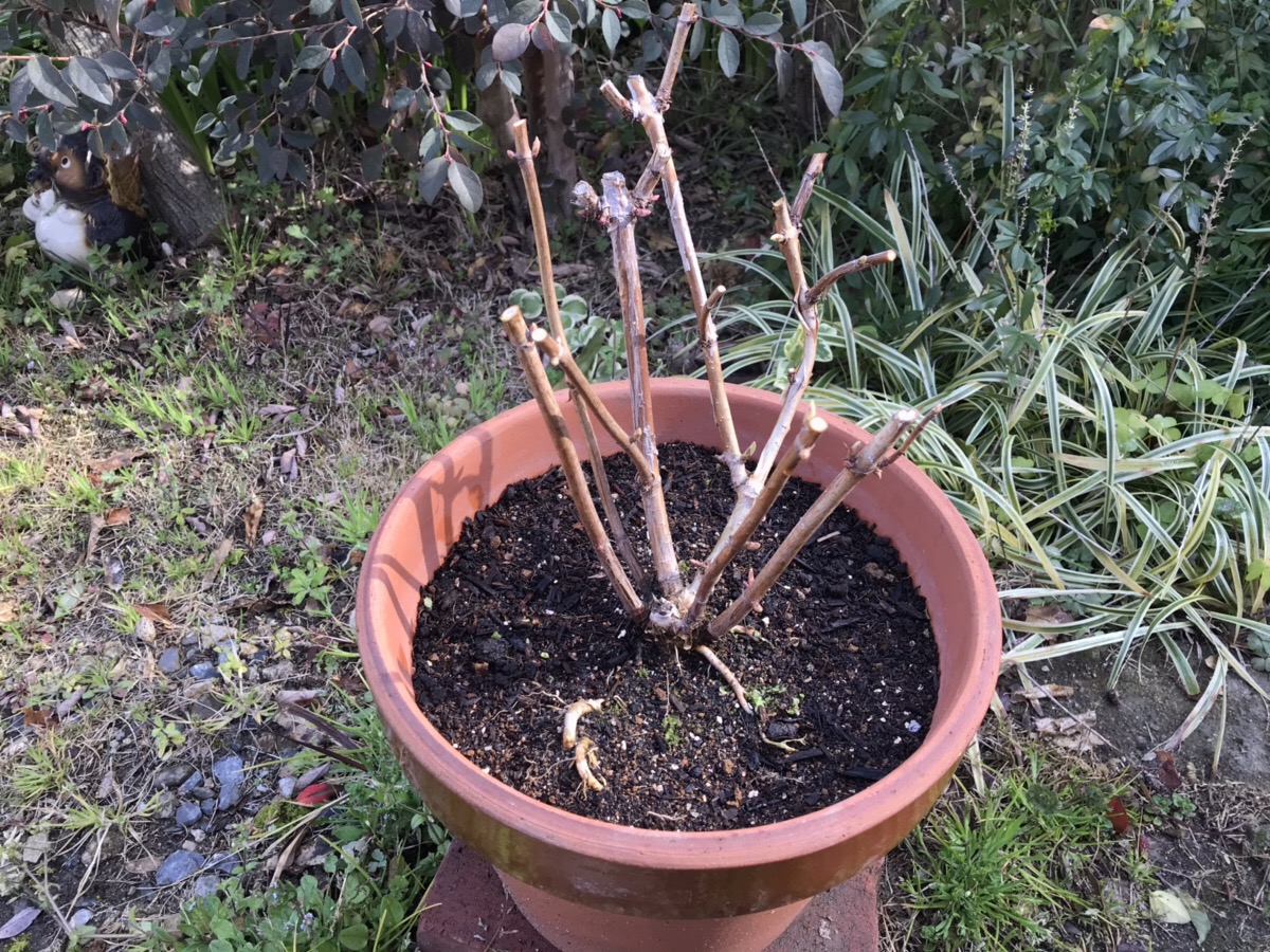 鉢植えアナベル 3月の剪定と植え替え Hanana Tree