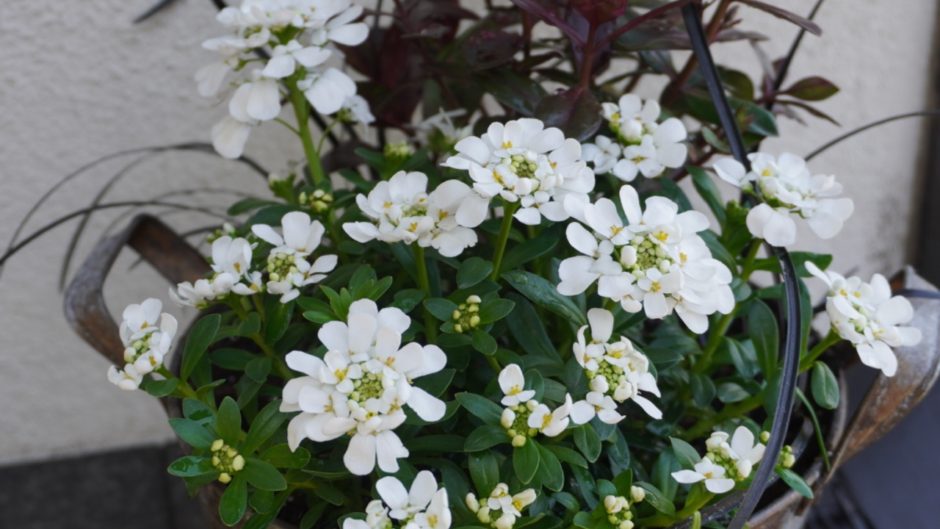 イベリス スノーボールの特長と白い花がきわ立つシックな寄せ植えの紹介 Hanana Tree