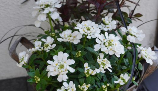 イベリス スノーボールの特長と白い花がきわ立つシックな寄せ植えの紹介