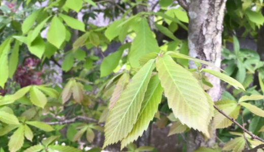 和風の自然な庭に合う植物 落葉樹の新芽（4月）