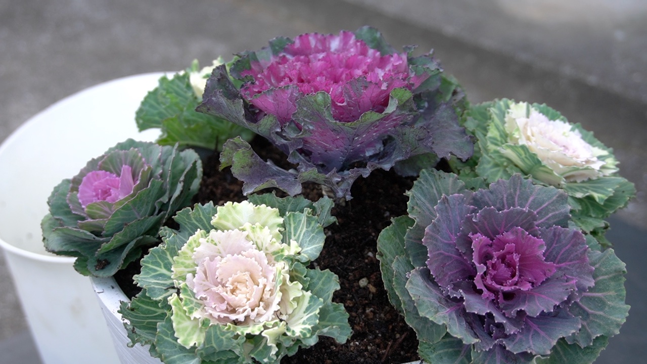 葉牡丹だけで作った正月の寄せ植え そのメリットと作り方 Hanana Tree