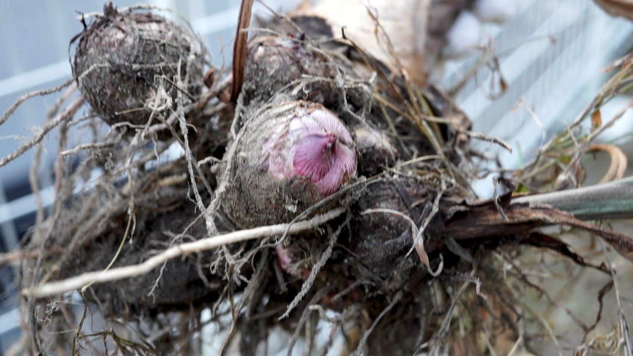里芋を畑で初めて収穫 無農薬 無肥料でも育てやすい野菜でした