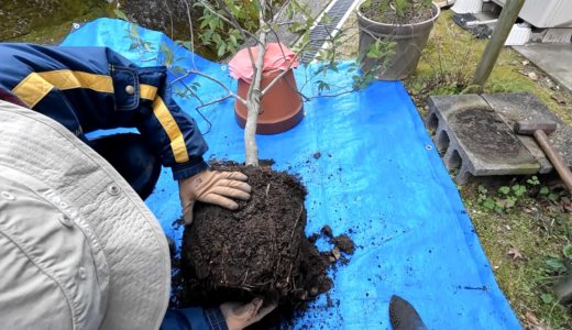 根詰まりした大鉢の木  鉢を大きくせず二人がかりで植え替えた方法